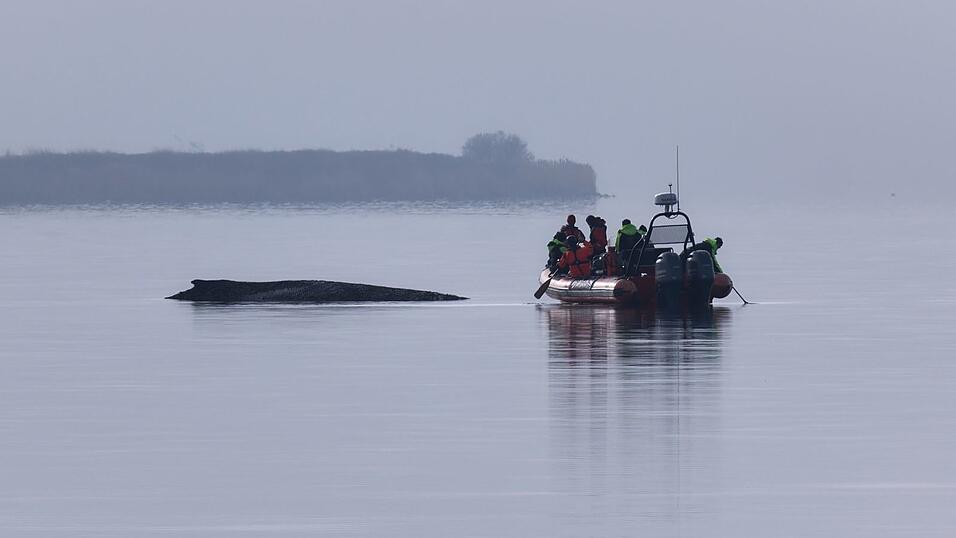 Immer wieder hatten sich Meeressch&uuml;tzer ein Bild vom Zustand des Wals gemacht.