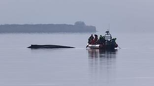 Immer wieder hatten sich Meeressch&uuml;tzer ein Bild vom Zustand des Wals gemacht.
