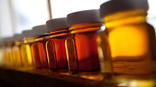 Je früher im Jahr die Ahorn angezapft wird, desto heller wird der Sirup. Je früher im Jahr die Ahorn angezapft wird, desto heller wird der Sirup.