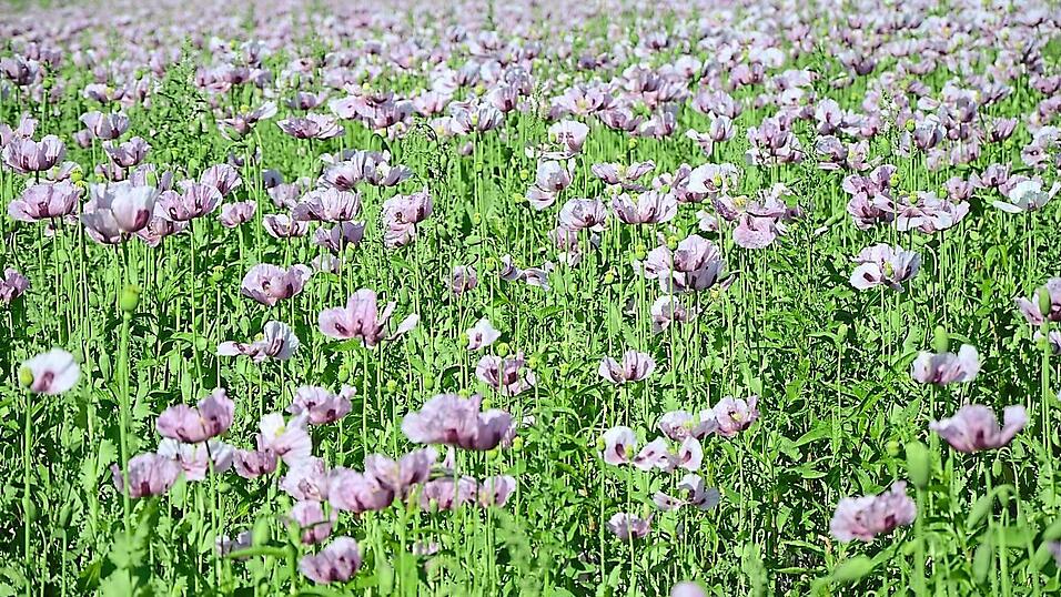 Eine blaue Blütenpracht erstreckt sich in der Kleinen Au bei Niederleierndorf. Hierbei handelt es sich um Blaumohn. Eine blaue Blütenpracht erstreckt sich in der Kleinen Au bei Niederleierndorf. Hierbei handelt es sich um Blaumohn.