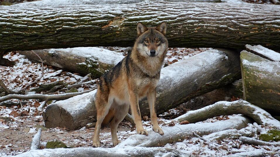 Das Thema Wolf schl&auml;gt in der Region derzeit hohe Wellen.