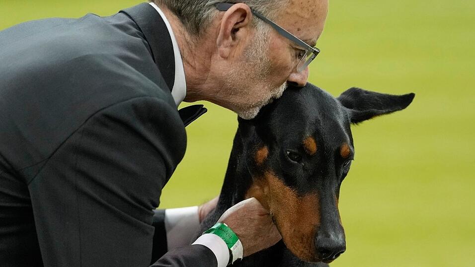 Wer bei der weltber&uuml;hmten Westminster-Hundeshow den wichtigsten Preis gewinnt, wird oft zu einem Star.