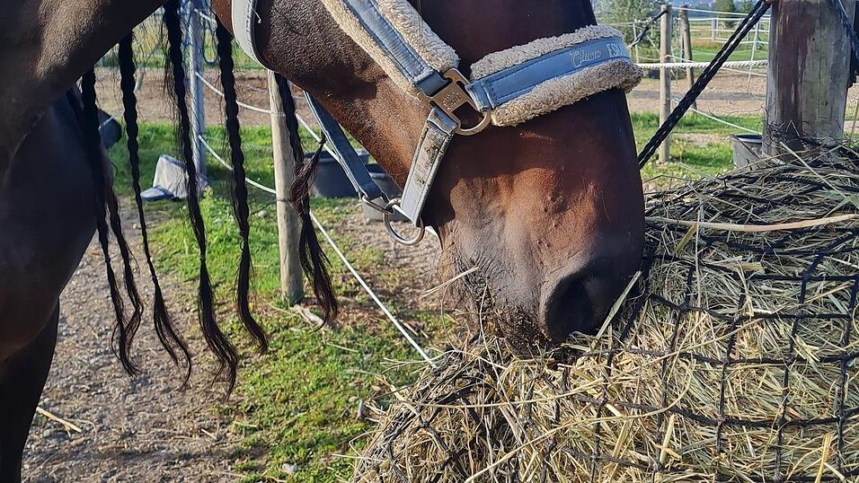 Pferde bekommen heuer das verfüttert, was überhaupt verfügbar ist. Dennoch sollten Pferdebesitzer auf Qualität achten. Foto: Nadine Bachmeier Pferde bekommen heuer das verfüttert, was überhaupt verfügbar ist. Dennoch sollten Pferdebesitzer auf Qualität achten. Foto: Nadine Bachmeier