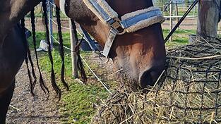 Pferde bekommen heuer das verfüttert, was überhaupt verfügbar ist. Dennoch sollten Pferdebesitzer auf Qualität achten. Foto: Nadine Bachmeier Pferde bekommen heuer das verfüttert, was überhaupt verfügbar ist. Dennoch sollten Pferdebesitzer auf Qualität achten. Foto: Nadine Bachmeier