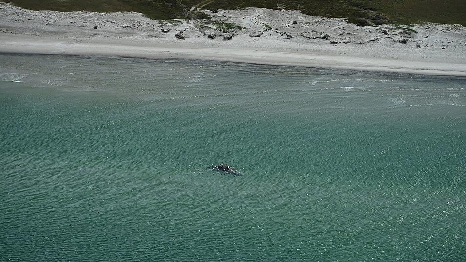 Unklar ist, ob es sich um den Wal handelt, der Ende M&auml;rz erstmals vor Timmendorfer Strand gestrandet war und rund einen Monat sp&auml;ter in den Skagerrak, Nordsee, transportiert worden wurde.