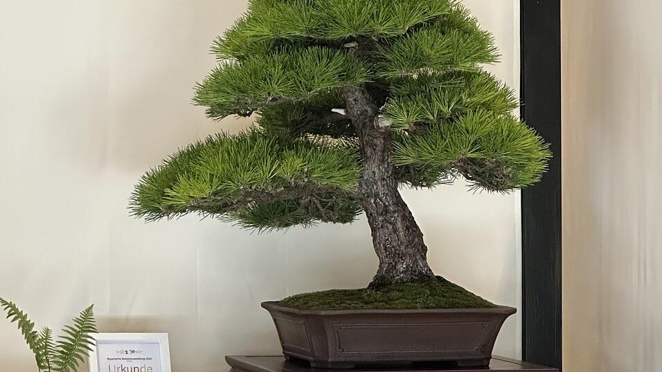 bonsai shopping online Avergo Bonsai Starter Kit – Growing Jacaranda Bonzai Tree main image 1