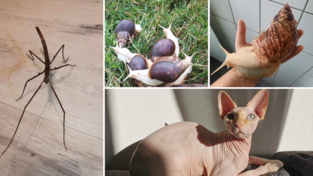 In Ostbayern gibt es einige kuriose Haustiere. Neben Nacktkatzen und afrikanischen Riesenschnecken werden auch Stabheuschrecken in den heimischen Terrarien gehalten.&nbsp;