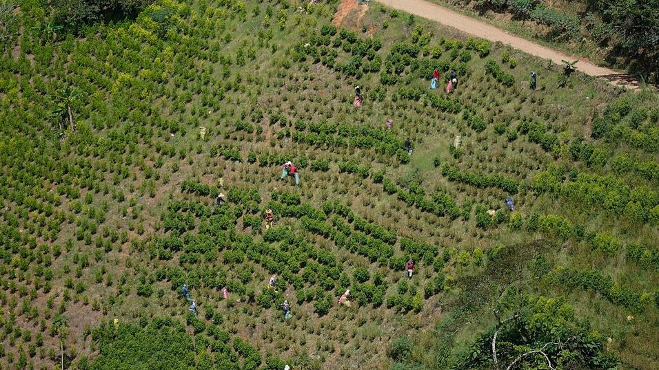 Kolumbien ist der gr&ouml;&szlig;te Kokainproduzent der Welt. (Archivbild)