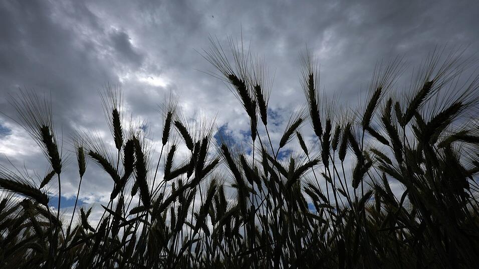 Bei einer Obduktion sollen nun die genaue Todesursache und die Identit&auml;t des Toten gekl&auml;rt werden, der in einem Feld gefunden wurde. (Symbolbild)