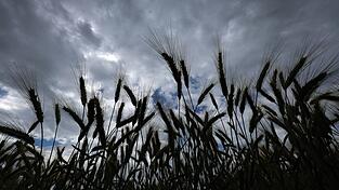 Bei einer Obduktion sollen nun die genaue Todesursache und die Identit&auml;t des Toten gekl&auml;rt werden, der in einem Feld gefunden wurde. (Symbolbild)