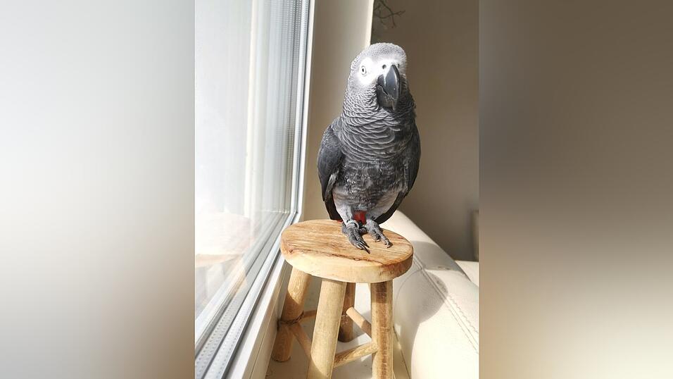 Graupapagei 'Schakir' sonnt sich gerne auf seinem Stuhl am Fenster.
