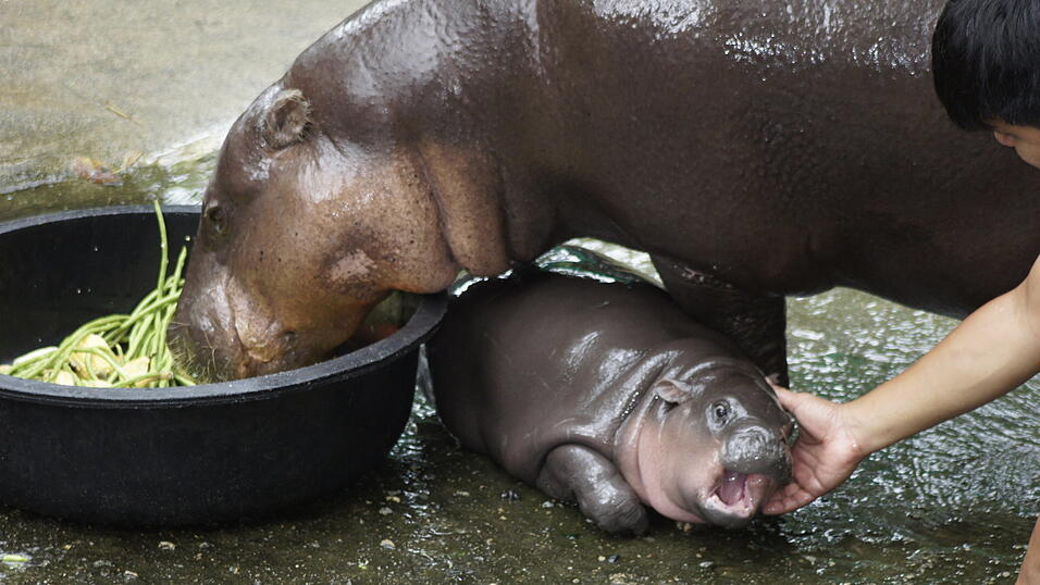 Das zwei Monate alte Zwergflusspferd Moo Deng ist mit seiner Mutter Jona und seinem Pfleger in einem Gehege im Khao Kheow Open Zoo zu sehen.