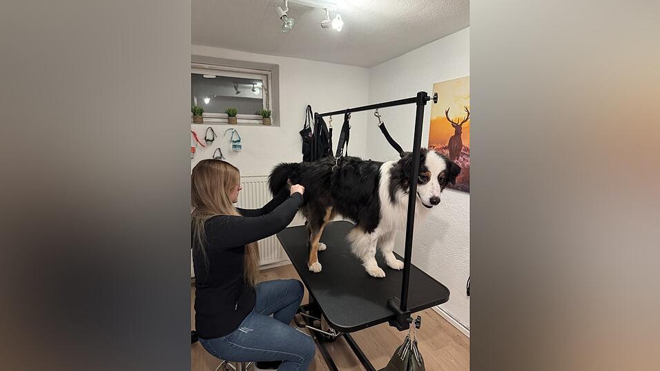 Carola Bartls Hund Murphy f&uuml;hlt sich auf dem Frisiertisch wohl.