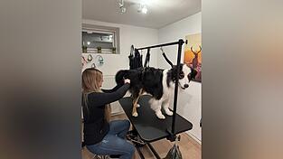 Carola Bartls Hund Murphy f&uuml;hlt sich auf dem Frisiertisch wohl.