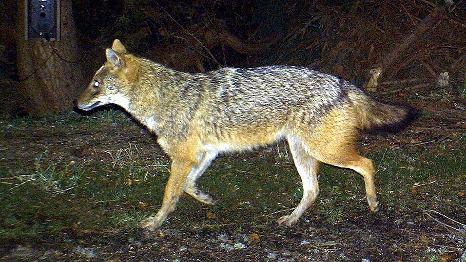Der Goldschakal ist in Deutschland fast unbekannt. Der Goldschakal ist in Deutschland fast unbekannt.