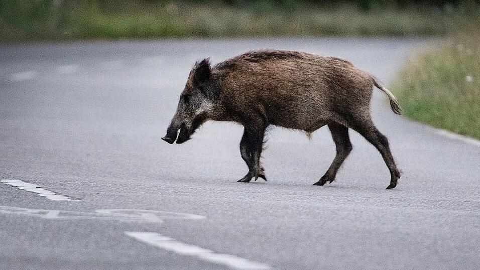 Eine Wildschweinrotte läuft am Abend über die Straße. Ein Autofahrer fährt in die Gruppe. Das hat schwerwiegende Folgen. (Symbolbild) Eine Wildschweinrotte läuft am Abend über die Straße. Ein Autofahrer fährt in die Gruppe. Das hat schwerwiegende Folgen. (Symbolbild)