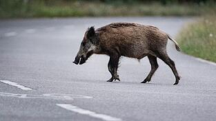 Eine Wildschweinrotte läuft am Abend über die Straße. Ein Autofahrer fährt in die Gruppe. Das hat schwerwiegende Folgen. (Symbolbild) Eine Wildschweinrotte läuft am Abend über die Straße. Ein Autofahrer fährt in die Gruppe. Das hat schwerwiegende Folgen. (Symbolbild)