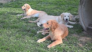 Mehrere Golden-Retriever-Welpen sind zu vermitteln.