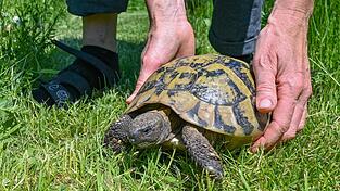 Eine Griechische Landschildkröte wurde in Straubing entdeckt. Eine Griechische Landschildkröte wurde in Straubing entdeckt.