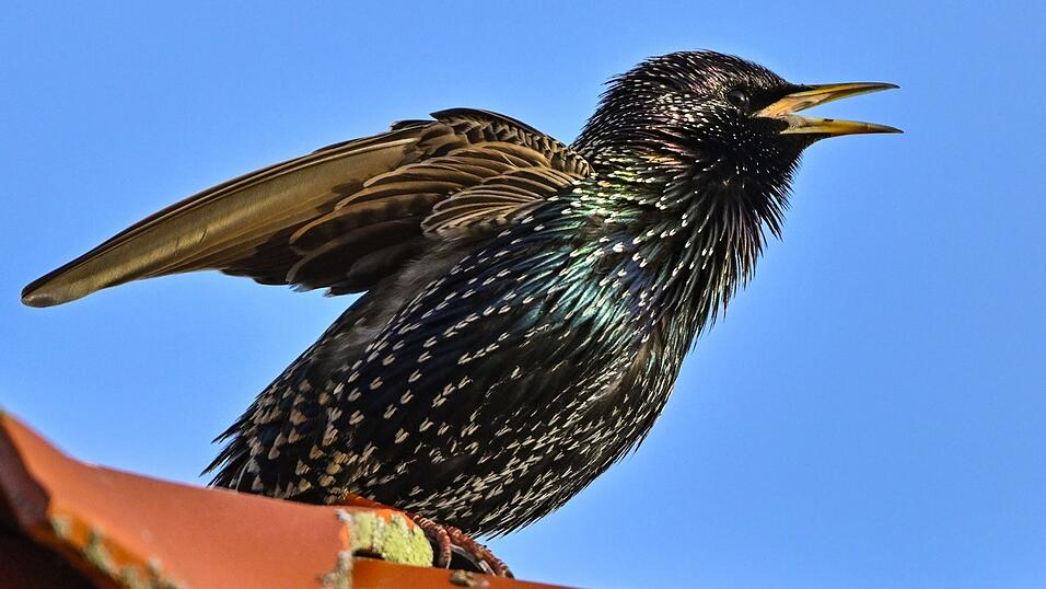 Der Star ist der Hahn im Korb...