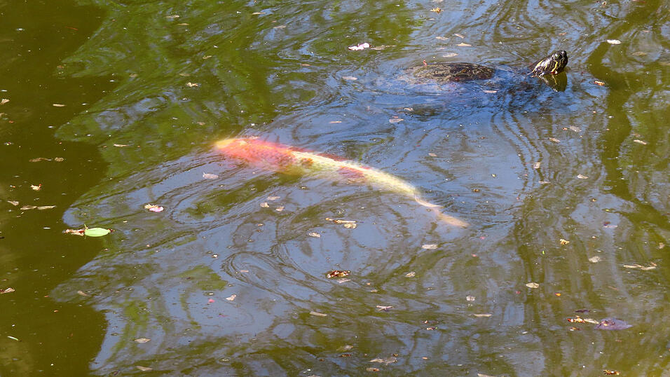 Die Frau machte am Teich eine unsch&ouml;ne Entdeckung. (Symbolbild)