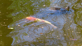 Die Frau machte am Teich eine unsch&ouml;ne Entdeckung. (Symbolbild)