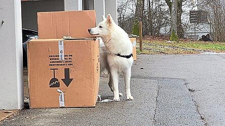 Schäferhund Artus entgeht nichts. In Rekordzeit spürte er den gesuchten Schüler auf.