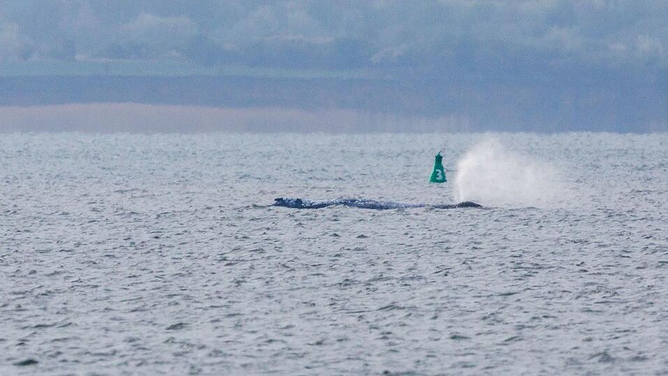 Der Buckelwal ist am fr&uuml;hen Montagmorgen bei steigendem Wasserstand pl&ouml;tzlich von selbst losgeschwommen. Nach rund zwei Stunden stoppte er aber wieder.