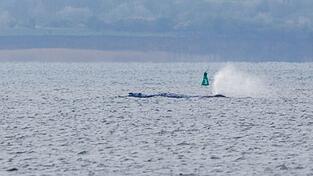 Der Buckelwal ist am fr&uuml;hen Montagmorgen bei steigendem Wasserstand pl&ouml;tzlich von selbst losgeschwommen. Nach rund zwei Stunden stoppte er aber wieder.