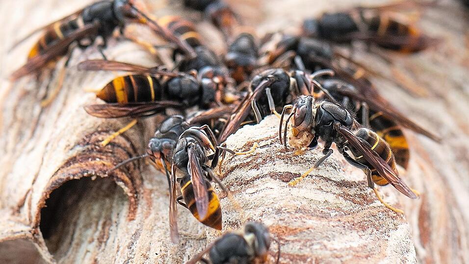 Asiatische Hornissen in ihrem Nest: Hier sind deutlich die gelben Beine der Art zu erkennen. Asiatische Hornissen in ihrem Nest: Hier sind deutlich die gelben Beine der Art zu erkennen.