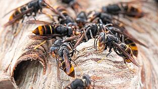 Asiatische Hornissen in ihrem Nest: Hier sind deutlich die gelben Beine der Art zu erkennen. Asiatische Hornissen in ihrem Nest: Hier sind deutlich die gelben Beine der Art zu erkennen.