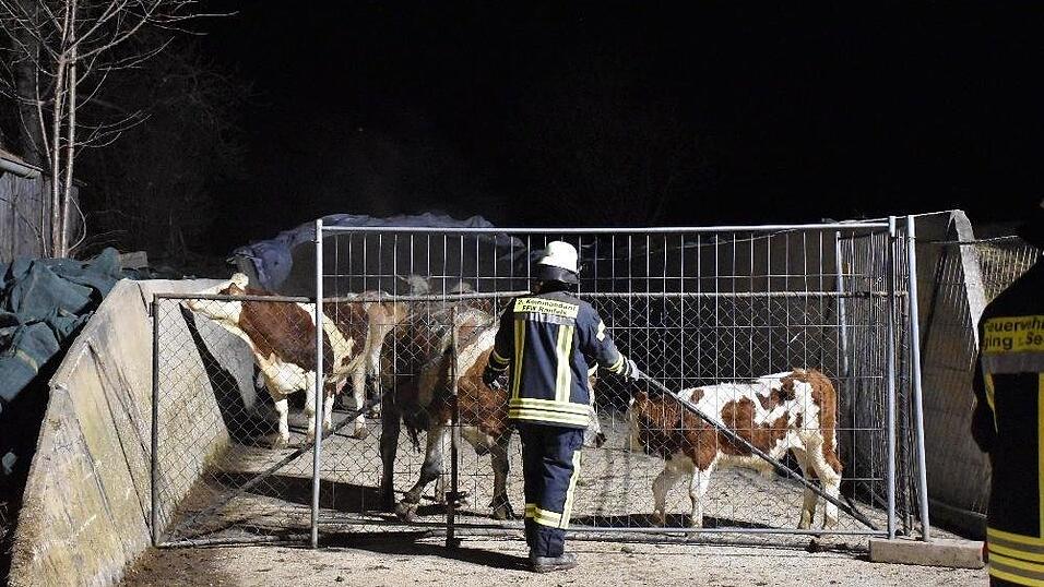 Bei einem Brand auf einem Bauernhof im Landkreis Deggendorf kamen mehrere Rinder ums Leben.
