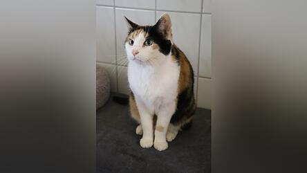 Es hei&szlig;t nicht umsonst Catwalk: Eine Katze sch&ouml;ner als die andere und alle suchen eine neues Zuhause bei Menschen mit Herz f&uuml;r verschmuste Stubentiger bis unabh&auml;ngige Freigeister.