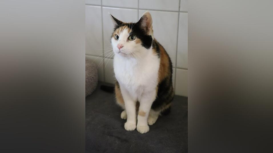 Es hei&szlig;t nicht umsonst Catwalk: Eine Katze sch&ouml;ner als die andere und alle suchen eine neues Zuhause bei Menschen mit Herz f&uuml;r verschmuste Stubentiger bis unabh&auml;ngige Freigeister.