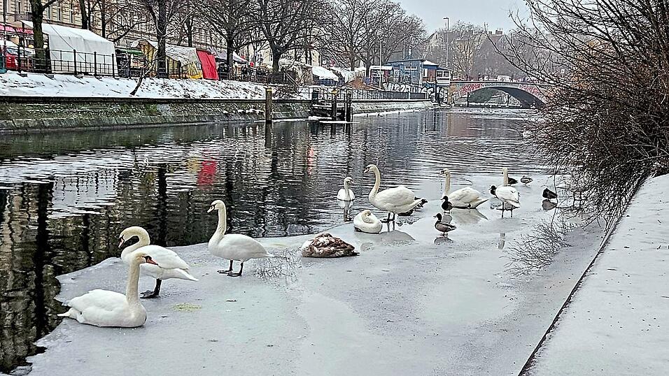 Mein lieber Schwan: W&auml;hrend Tierfreunde in Berlin schon mal festgefrorene Schw&auml;ne aus dem Eis klopfen, ist Streusalz auf den spiegelglatten Gehwegen verboten.