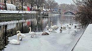 Mein lieber Schwan: W&auml;hrend Tierfreunde in Berlin schon mal festgefrorene Schw&auml;ne aus dem Eis klopfen, ist Streusalz auf den spiegelglatten Gehwegen verboten.