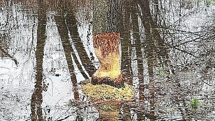 Des Bibers Werk im Aubachpark. Des Bibers Werk im Aubachpark.