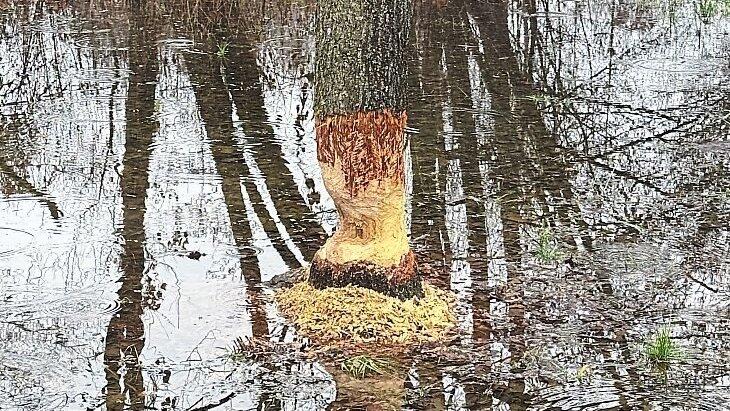 Des Bibers Werk im Aubachpark.