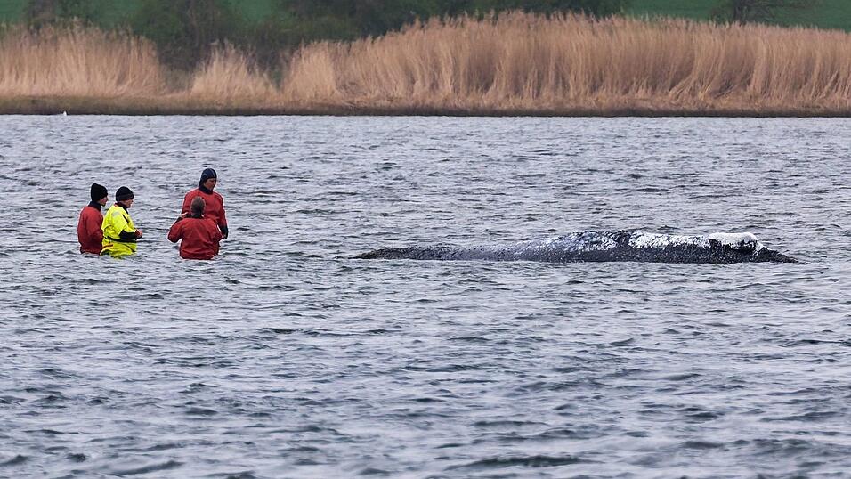 &laquo;Ich bin heute Morgen bei ihm gewesen, direkt an ihm dran&raquo;, sagte Till Backhaus.