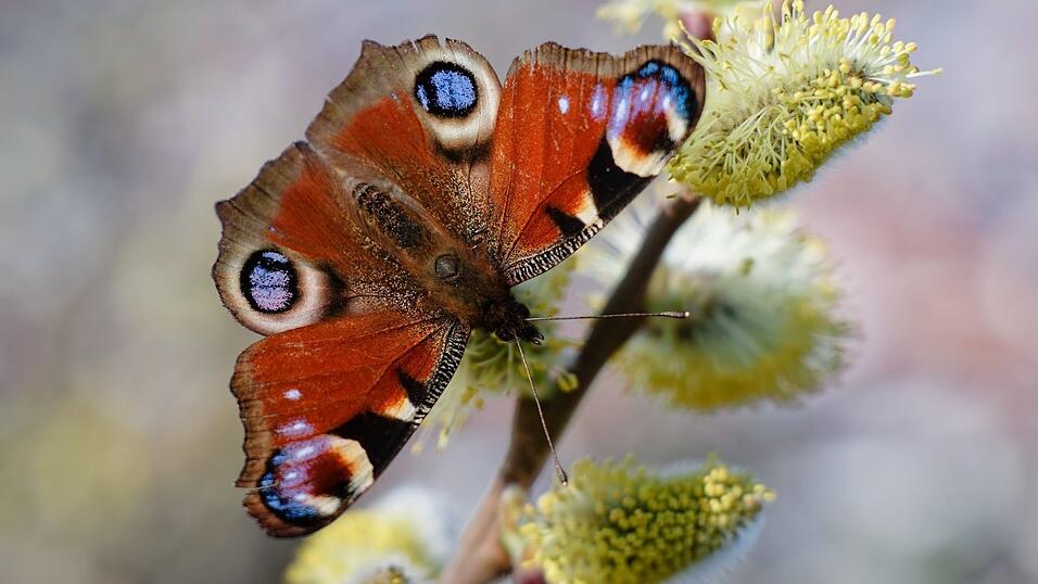 Weidenk&auml;tzchen z&auml;hlen zu den beliebten Nahrungsquellen f&uuml;r Insekten. (Archivbild)