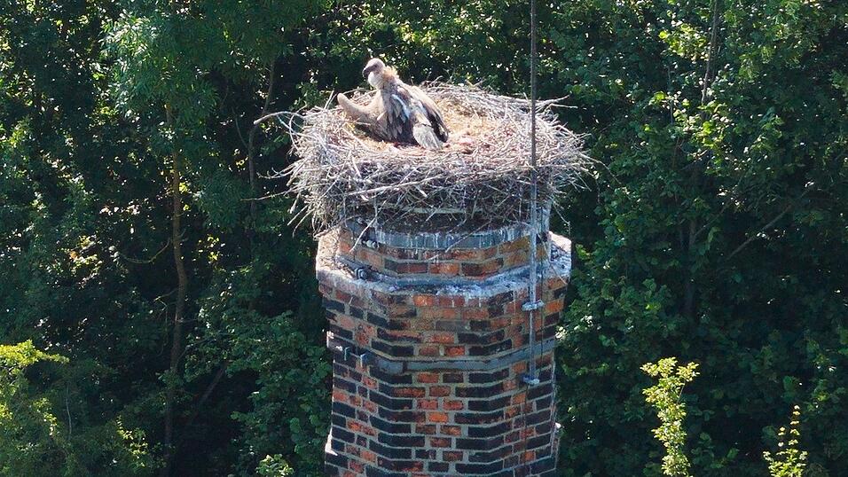 Ein Gänsegeier sitzt auf einem Storchennest im Landkreis Hildesheim. Ein Gänsegeier sitzt auf einem Storchennest im Landkreis Hildesheim.