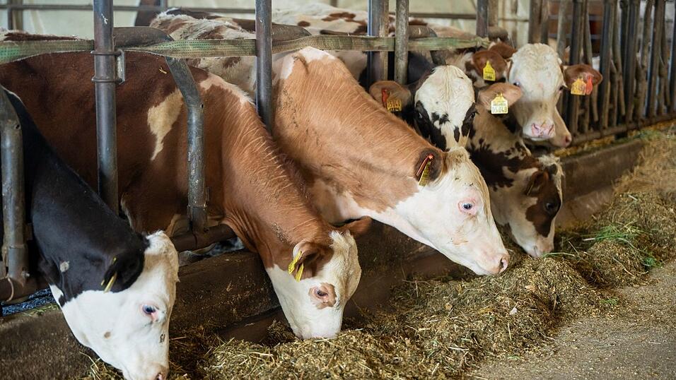 Es gibt keine offiziellen Zahlen dazu, wie viele Ochsen in Bayern gehalten werden. (Archivbild) Es gibt keine offiziellen Zahlen dazu, wie viele Ochsen in Bayern gehalten werden. (Archivbild)