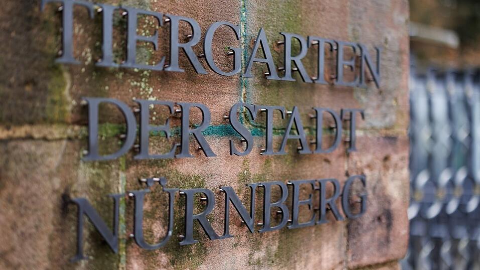 Bis zum 10. Januar waren die drei Weißstörche im Tiergarten. Dann sind sie in ihr Winterquartier in der Außenstelle umgezogen. (Symbolfoto) Bis zum 10. Januar waren die drei Weißstörche im Tiergarten. Dann sind sie in ihr Winterquartier in der Außenstelle umgezogen. (Symbolfoto)