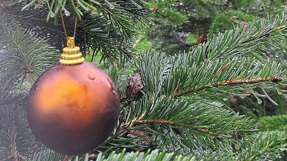 Die Mehrheit der Teilnehmer verzichtet dieses Jahr nicht auf den Christbaumkauf. (Symbolbild) Die Mehrheit der Teilnehmer verzichtet dieses Jahr nicht auf den Christbaumkauf. (Symbolbild)