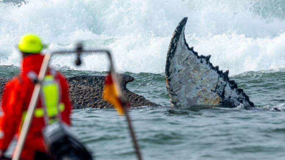 Das Tier wurde in der Nacht zum Montag laut Polizei im Wasser vor dem Ortsteil Niendorf in Timmendorfer Strand entdeckt.