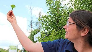 Ginkgo geht immer, findet Katharina Gleixner. Ginkgo geht immer, findet Katharina Gleixner.