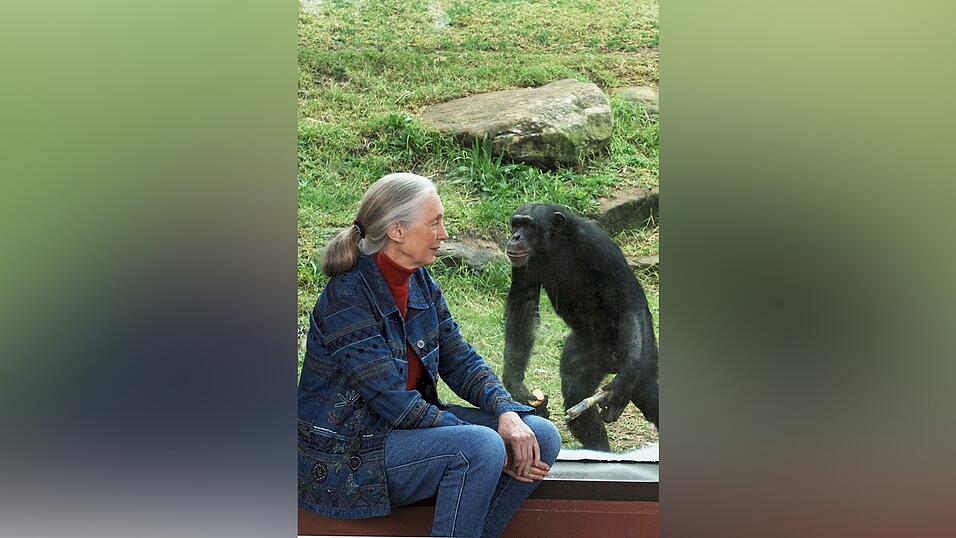 Die britische Ethnologin Jane Goodall traf sich mit Schimpansen im Taronga Zoo. (Archivbild) Die britische Ethnologin Jane Goodall traf sich mit Schimpansen im Taronga Zoo. (Archivbild)