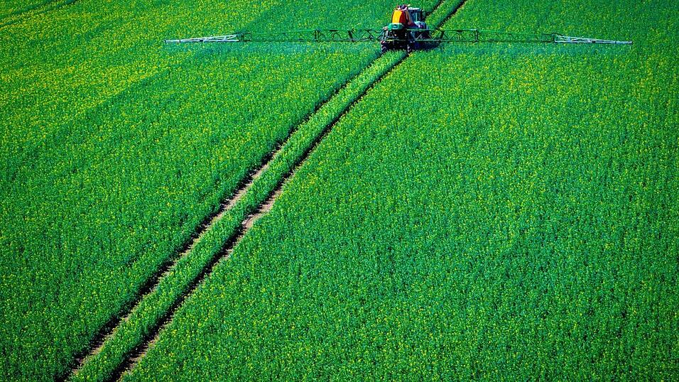 Ein Traktor zieht eine Spritzmaschine über ein Rapsfeld und versprüht Pflanzenschutzmittel.