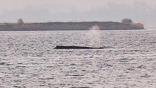 Um den Buckelwal herum ist eine Sperrzone eingerichtet worden.