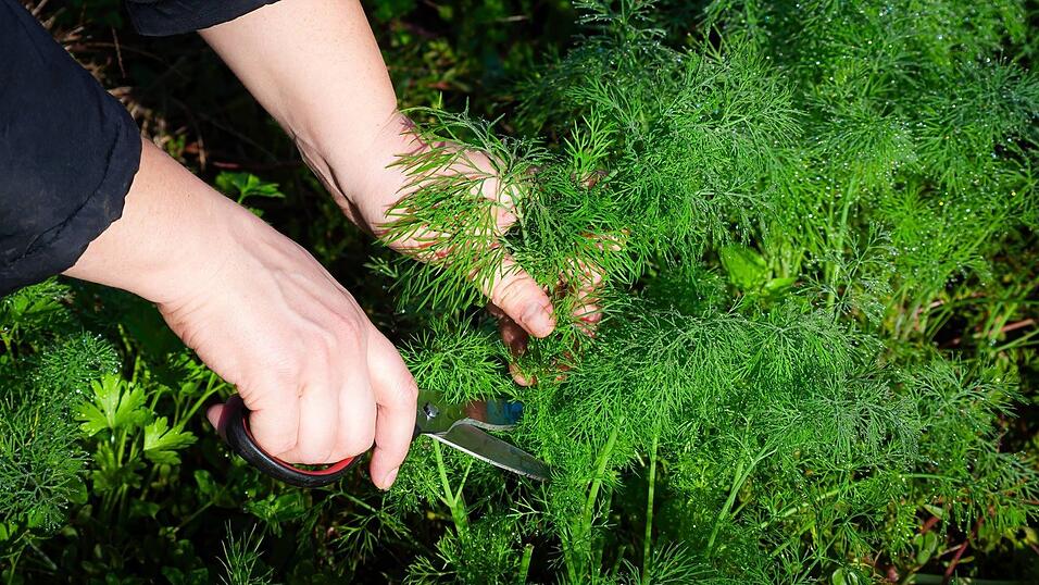 Der Mann tarnte sich als G&auml;rtner. (Symbolbild)